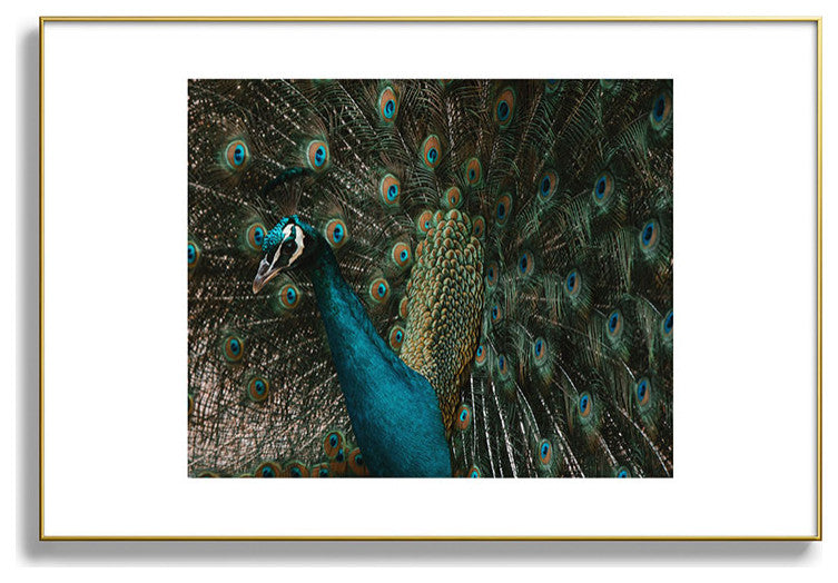 Ingrid Beddoes Peacock and proud IV Metal Framed Art Print