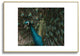 Ingrid Beddoes Peacock and proud IV Metal Framed Art Print