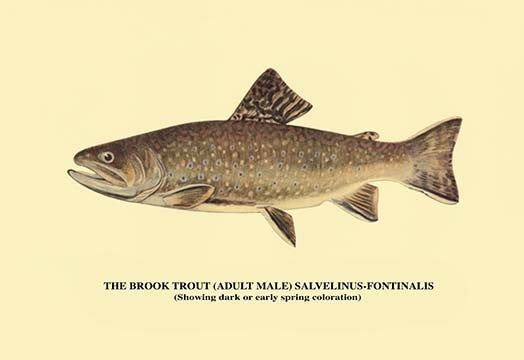 The Brook Trout (Showing Dark or Early Spring Coloration)- Fine Art Giclee Print