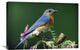 "Eastern Bluebird Male Portrait, Ontario, Canada" Artwork, 30" x 20"