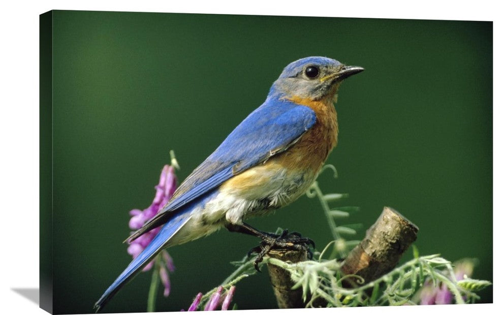 "Eastern Bluebird Male Portrait, Ontario, Canada" Artwork, 30" x 20"