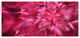 Rotating Fractal Pink Fireworks, Large Floral Canvas Art Print, 60"x28"