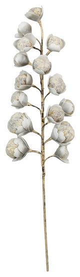 Kalalou Csl1297 Botanica #2297