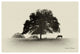 "Horses and Trees I" Digital Paper Print by Debra Van Swearingen, 26"x18"