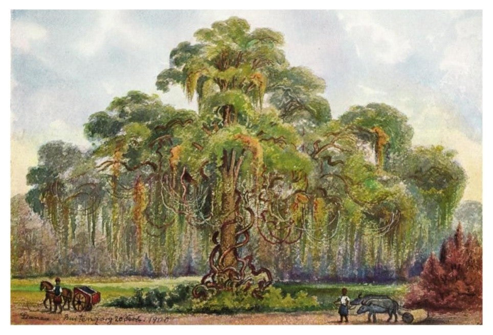 "Terminalia auf Java Riesenbaum mit Lianen" Print by Ernst Haeckel, 26"x18"