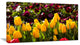 Beautiful Yellow Tulips Garden, Large Flower Canvas Art Print, 32"x16"
