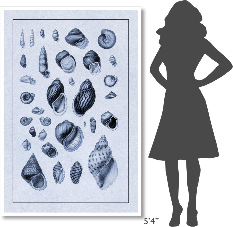"Shells: Sessile Cirripedes #2 (Blue)" Paper Print by G.B. Sowerby, 42"x62"
