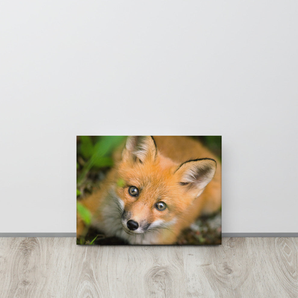 Young Red Fox Face Animal Wildlife Nature Photograph Canvas Wall Art Prints, 12" X 16"