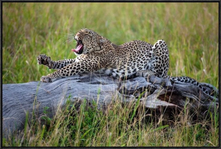 "Big Cat" Framed Canvas Giclee by Alessandro Catta, 37x25"