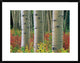 "Aspen trunks, Colorado" Framed Digital Print by Tim Fitzharris, 30x23"