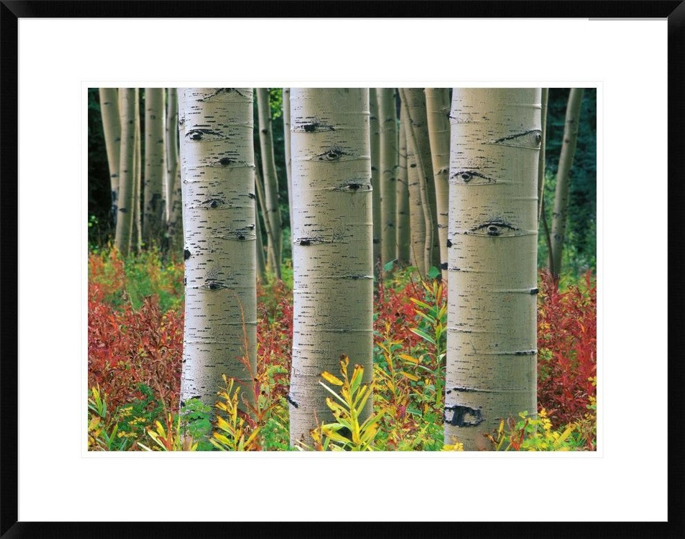 "Aspen trunks, Colorado" Framed Digital Print by Tim Fitzharris, 30x23"