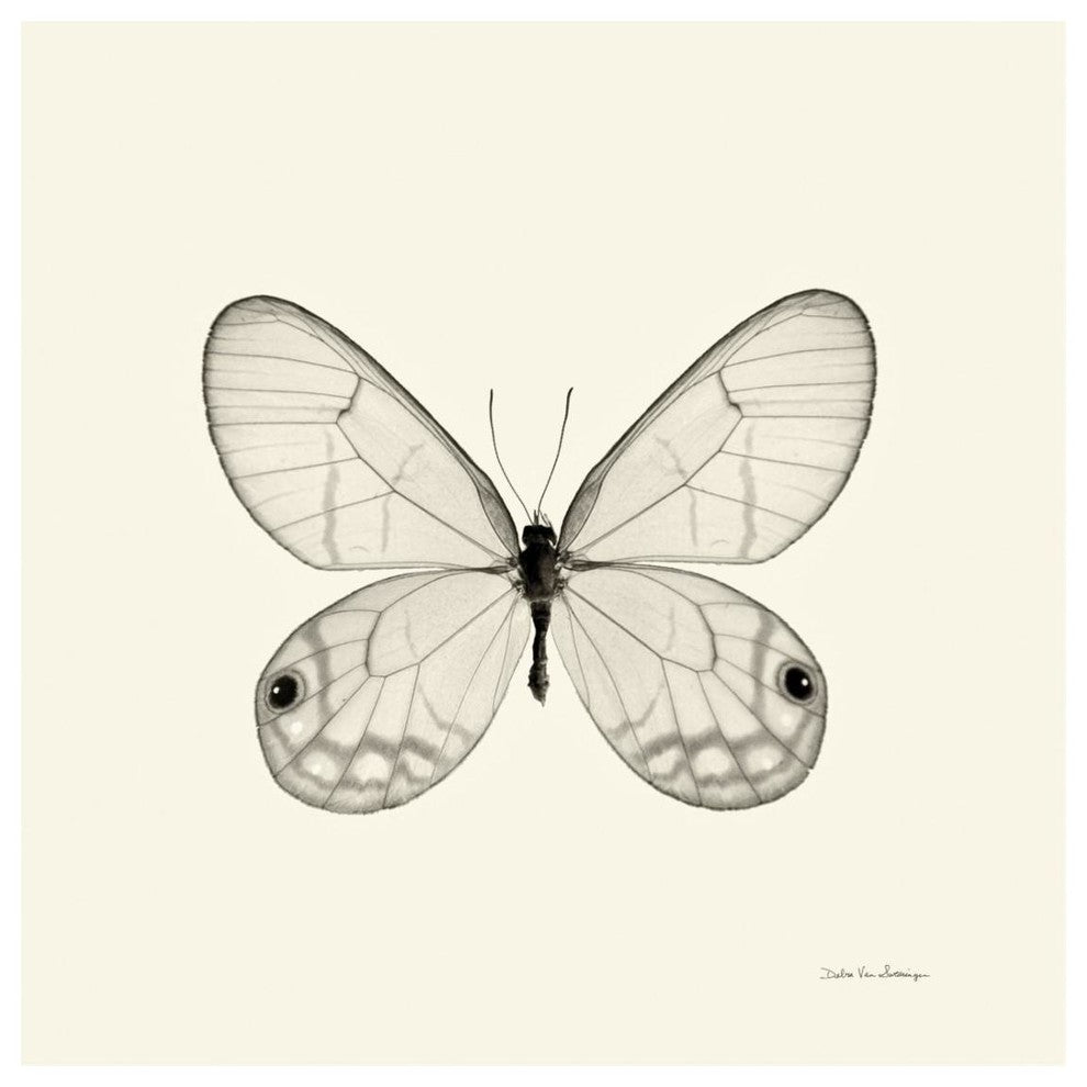 "Butterfly I - BW" Digital Paper Print by Debra Van Swearingen, 26"x26"