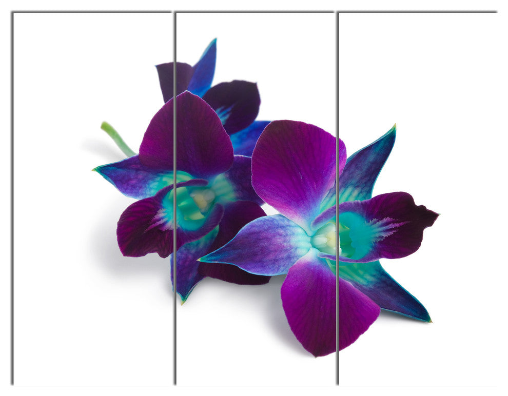 Deep Purple Orchid Flowers on White, Flowers Canvas Artwork, 36x28, 3 Panels