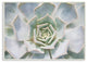 Succulent Plant Gentle Morning Dew Painting Wall Plaque Art, 10"x15"