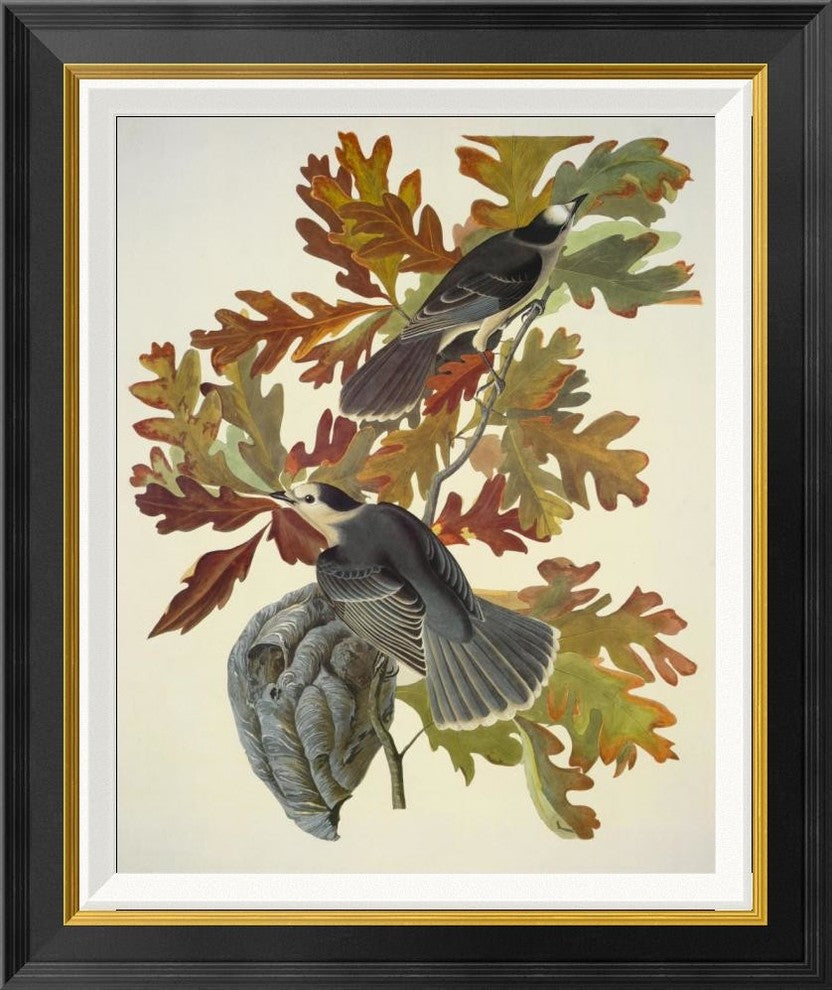"Canada Jay" Framed Canvas Giclee by John James Audubon, 22"x26"
