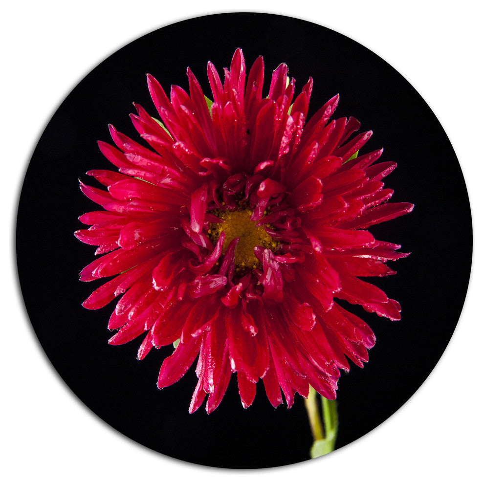 Chrysanthemum Flower On Black, Flowers Disc Metal Wall Art, 36"