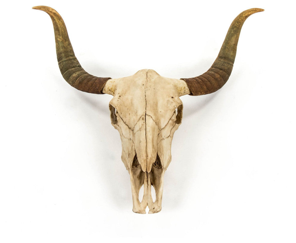 Bull Skull Wall Decor