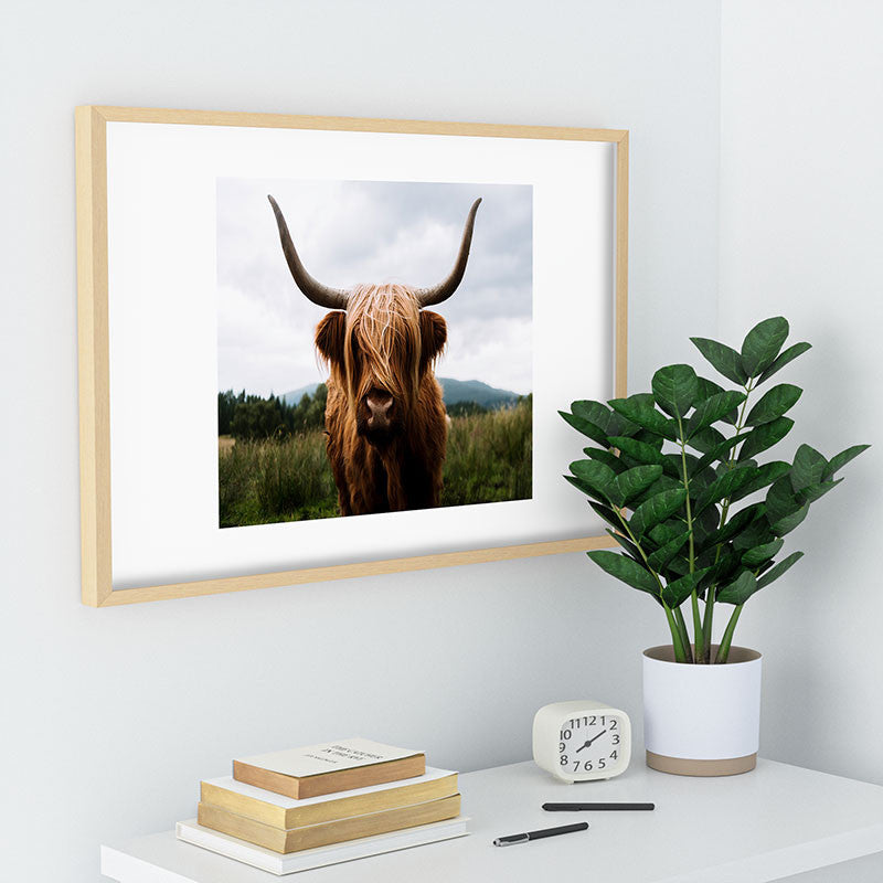 Michael Schauer Scottish Highland Cattle Recessed Framing Rectangle