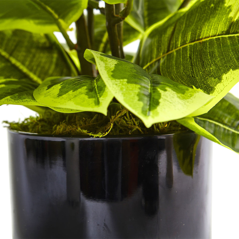 Full shot of the plant and pot on a white background (comprehensive view, not cropped).