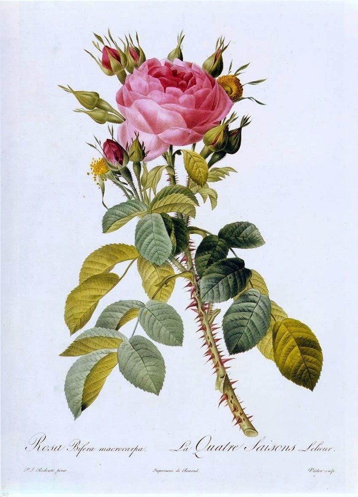 Pierre-Joseph Redoute Rosa Bifera Macrocarpa, Gallery Wrapped Canvas, 18"x27"