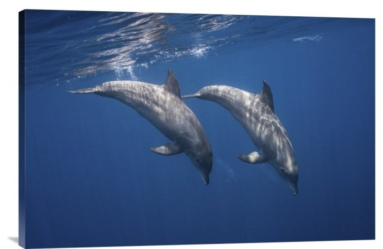 "Two Bottlenose Dolphins" Stretched Canvas Giclee by Barathieu Gabriel, 30"x20"