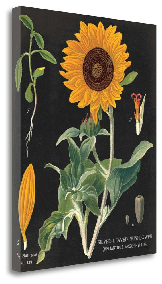 "Sunflower Chart" By Sue Schlabach, Giclee Print on Gallery Wrap Canvas