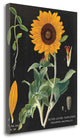 "Sunflower Chart" By Sue Schlabach, Giclee Print on Gallery Wrap Canvas
