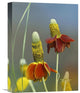 "Mexican Hat Flowers In Bloom, North America" Artwork, 12" x 16"