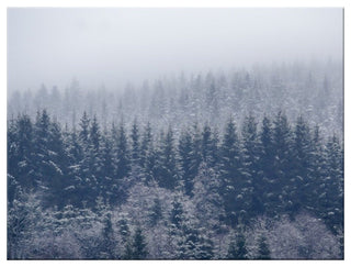 Frozen Trees' Canvas Wall Decor