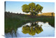 "Tree Reflecting In Creek Near Black Mesa State Park, Oklahoma" Artwork