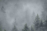 "Foggy Pines" Painting Print on Canvas