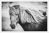 Marmont Hill, "Beautiful Mane" Framed Painting Print, 18x12