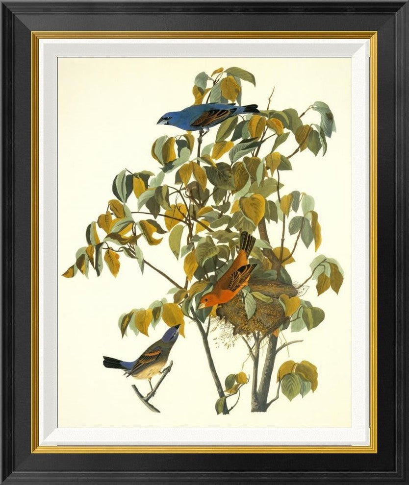 "Blue Grosbeak" Framed Canvas Giclee by John James Audubon, 22"x26"