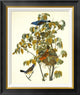 "Blue Grosbeak" Framed Canvas Giclee by John James Audubon, 22"x26"