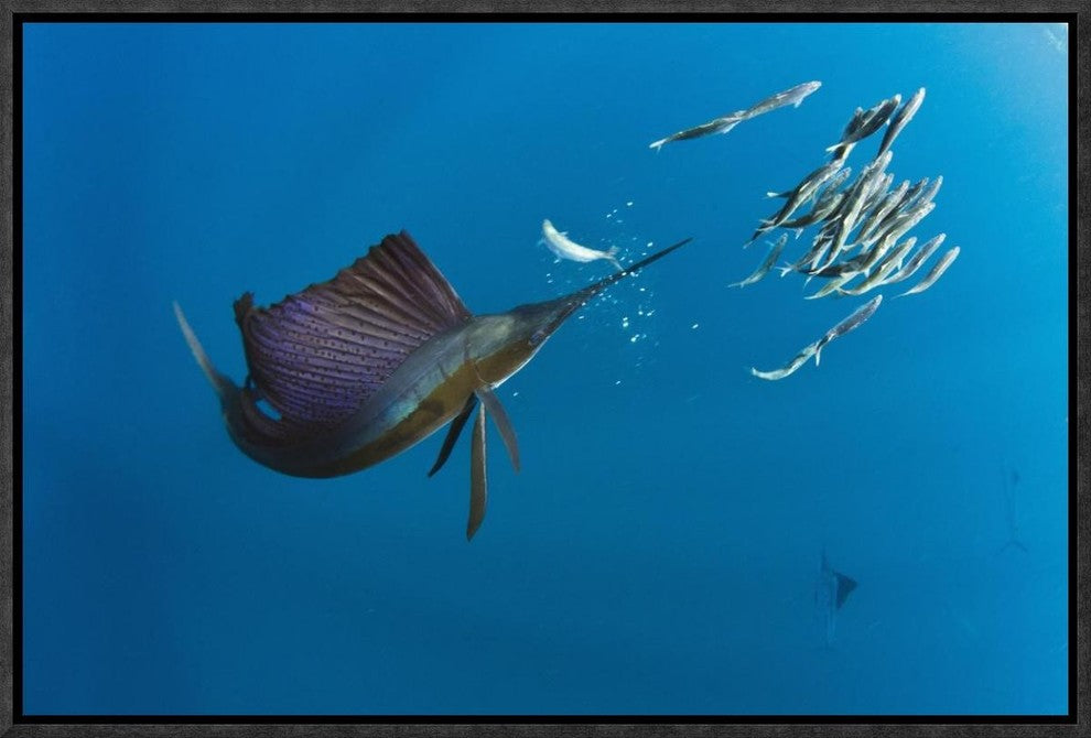 Atlantic Sailfish Hunting Round Sardinella, Isla Mujeres, Mexico, 18"x12"