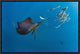 Atlantic Sailfish Hunting Round Sardinella, Isla Mujeres, Mexico, 18"x12"