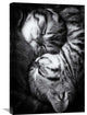 "Yin And Yang" Stretched Canvas Giclee by Andrea Jancova, 20x30"