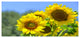 Beautiful Sunflowers View, Large Floral Canvas Art Print, 60"x28"