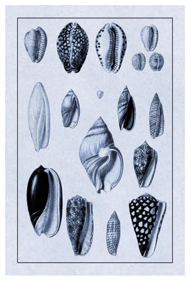 "Shells: Convoltae and Orthocerata (Blue)" Paper Print by G.B. Sowerby, 14"x20"