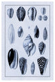 "Shells: Convoltae and Orthocerata (Blue)" Paper Print by G.B. Sowerby, 14"x20"