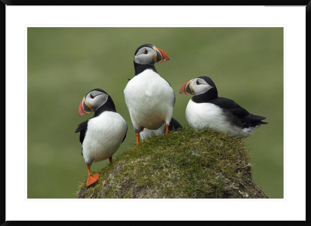 "Atlantic Puffin group, Faroe Islands"  by Rinie van Meurs, 44x32"