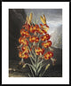 "The Superb Lily" Framed Digital Print by Robert John Thornton, 31x38"