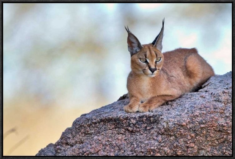 "Caracal" Framed Canvas Giclee by Alessandro Catta, 31x21"