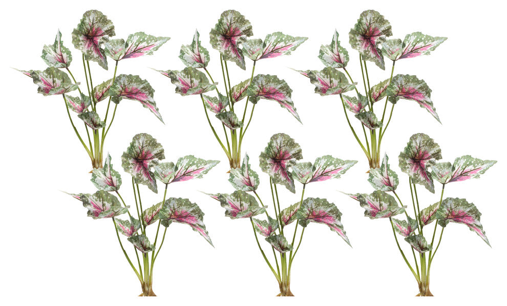 Caladium Bush, 6-Piece Set
