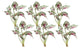 Caladium Bush, 6-Piece Set