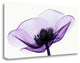 "Anemone II" By Robert Coop, Giclee Print on Gallery Wrap Canvas, Ready to Hang