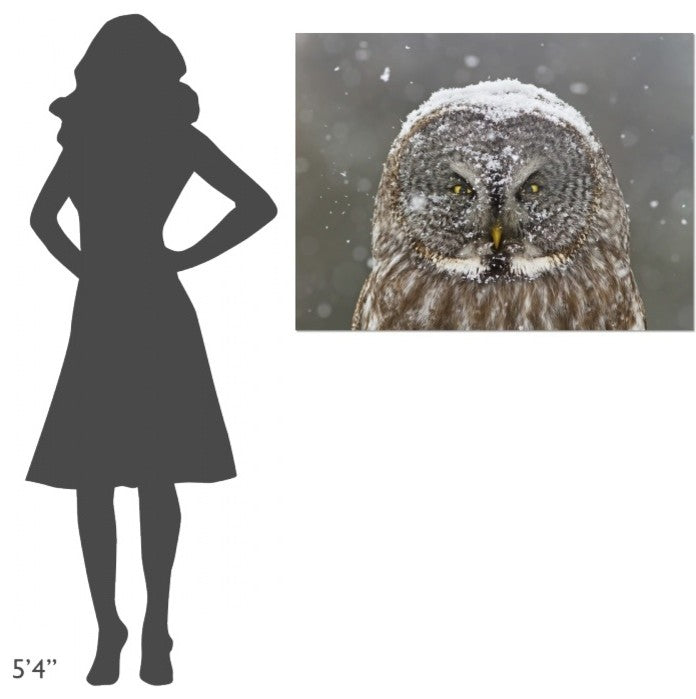 "Great Grey Owl Winter Portrait" Canvas by Mircea Costina, 40x30"