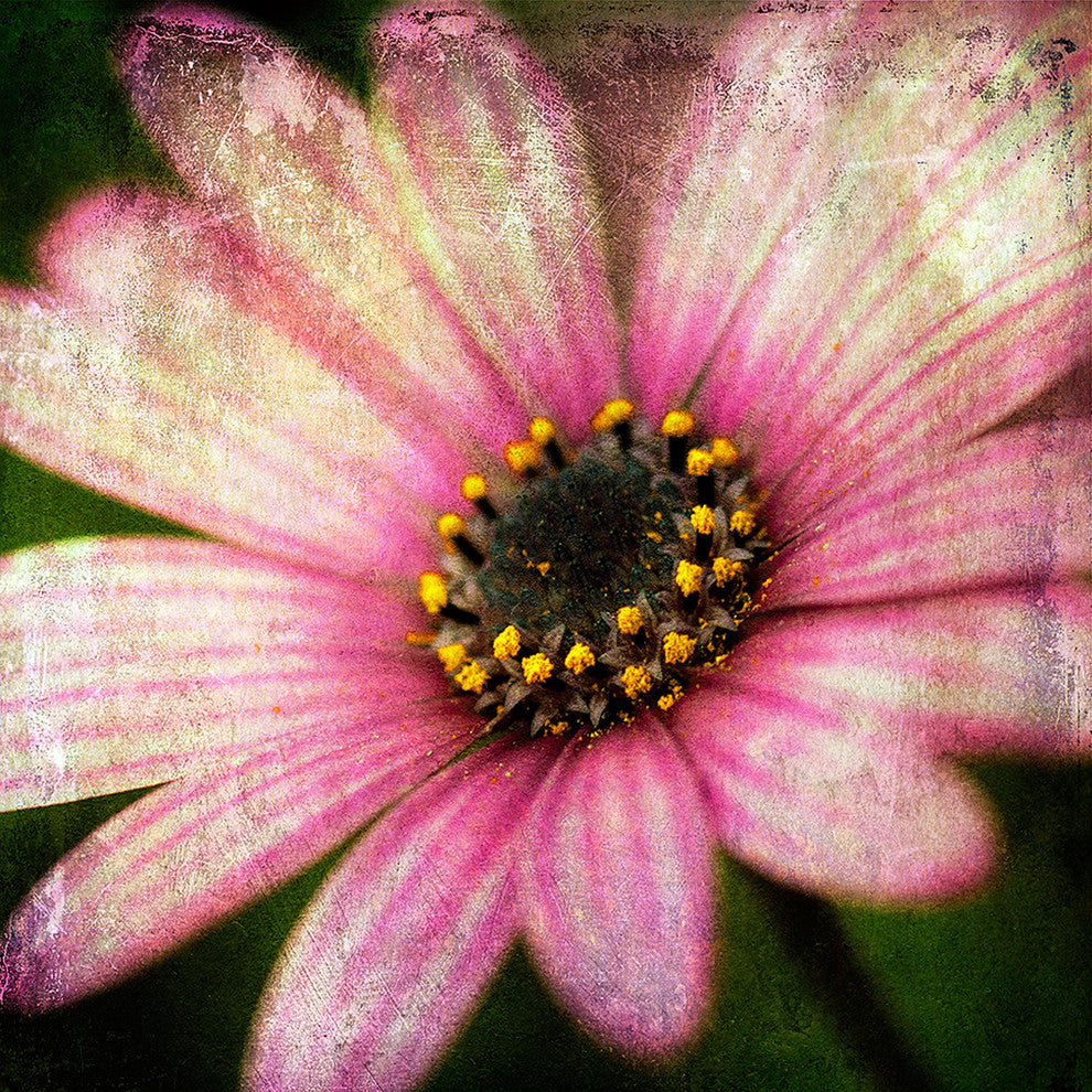 "Pink Daisy Panel 2" Painting Print on Canvas by Malek