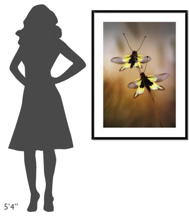 "Owlflies" Framed Digital Print by Jimmy Hoffman, 32x44"