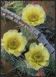 "Plains Pricklypear Arches National Park, Utah"  by Tim Fitzharris, 25x33"